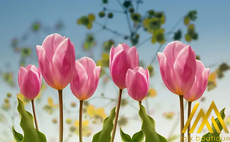 Hoa Tulip là một loại hoa tươi đẹp